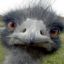 schofs