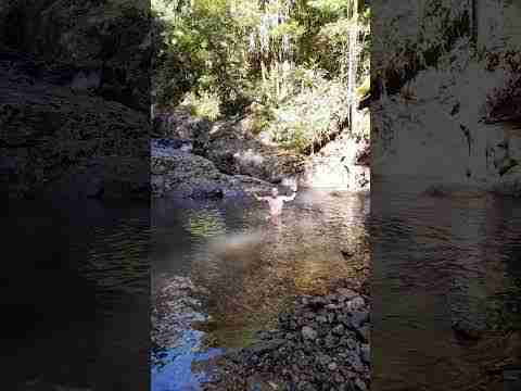 Ants carnage Cougal cascades track waterfalls  Park #waterfall #Hiking #Springbrook National Park